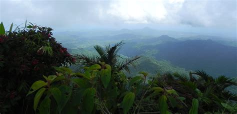 Saint Lucia Hiking – Mount Gimie Trail