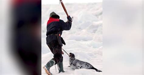 2018 Canadian Seal Hunt Has Already Killed Thousands Of Pups - The Dodo