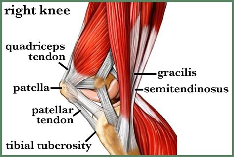 Pin by Dean Scott on Biped Reference | Anatomy, Medical, Fascia