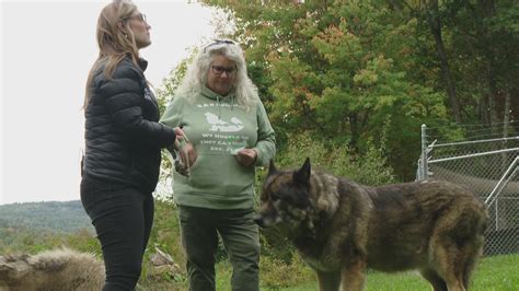 Maine sanctuary gives second chance for rescued wolfdogs | newscentermaine.com