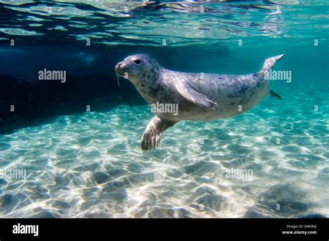 Seal swimming underwater Stock Photo - Alamy