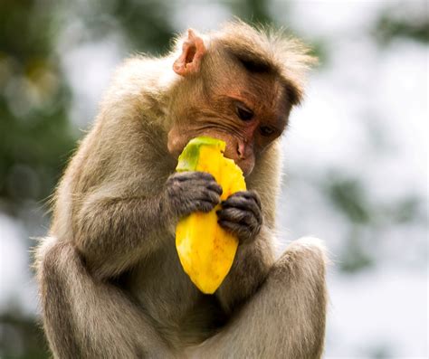 Monkey Eating Mango by Hema on YouPic