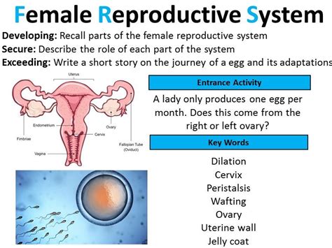 GCSE Biology: Female Reproductive System (lesson 2) | Teaching Resources