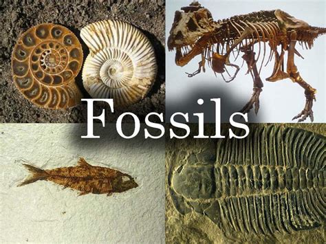 PPT - Fossils PowerPoint Presentation, free download - ID:2634437