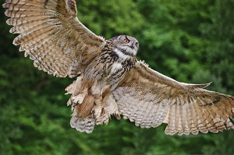 Stunning European Eagle Owl In Flight Photograph by Matthew Gibson