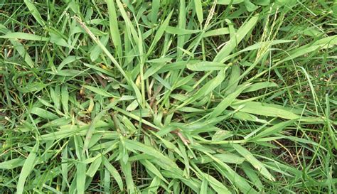 Top 3 crabgrass removal tools that are very effective - InsightWeeds