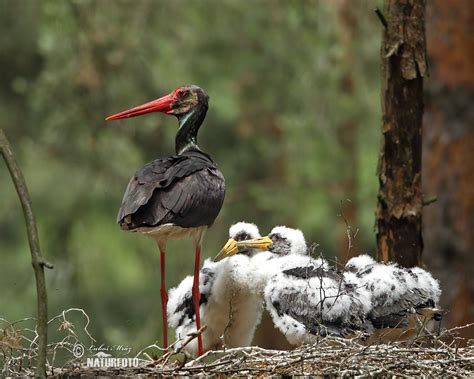 Black Stork Photos, Black Stork Images, Nature Wildlife Pictures | NaturePhoto