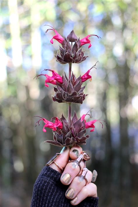 Hummingbird Sage Seeds - The Plant Good Seed Company