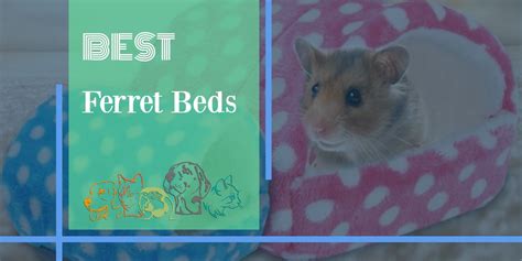 The Best Ferret Beds [2021 Review] | PetsPest.com