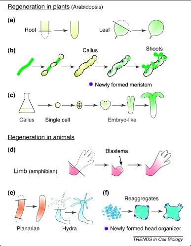 Redifferentiation Definition In Plant Tissue Culture - Risala Blog