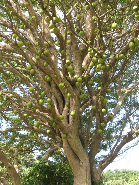 Unusual tree fruit (near Lake Nicaragua) | Unusual tree frui… | Lynn Hall | Flickr