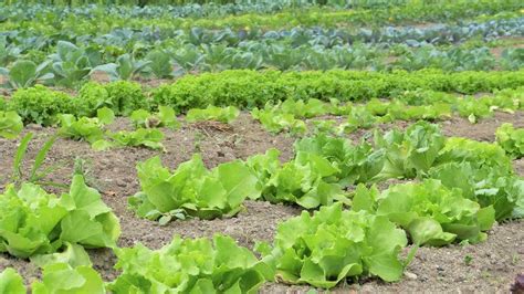 Vegetable Farming Tips - Production Business Plan In India | Agri Farming