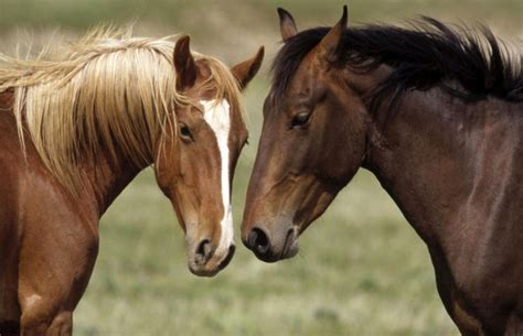 Mitos y verdades sobre los caballos salvajes – Revista Mundo Equino