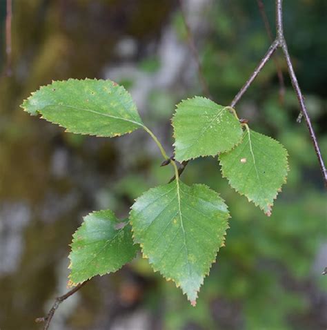 Betula pubescens (Common Birch) - BR Tree - Kelly's Nursery