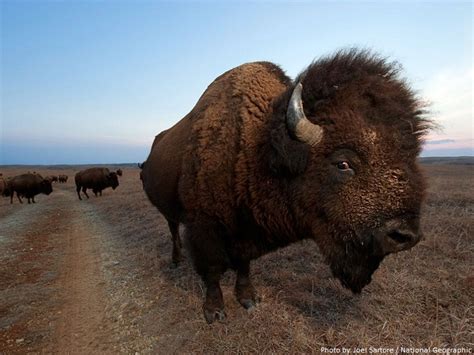 Interesting facts about bison | Just Fun Facts