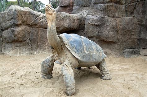 Galapagos Tortoise Facts and Pictures | Reptile Fact