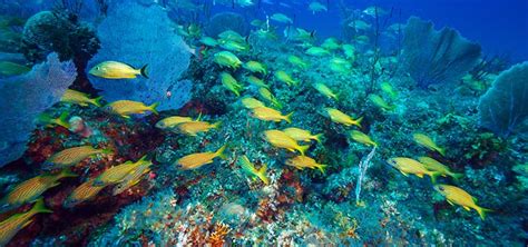 Snorkeling in Cuba | Tropical Fish Hobbyist Magazine