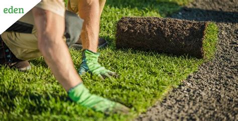 Types of Turf Grass | Eden Lawn Care and Snow Removal