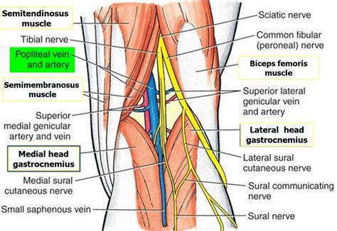 Popliteal Artery Location - Entrapment - Popliteal Artery Aneurysm