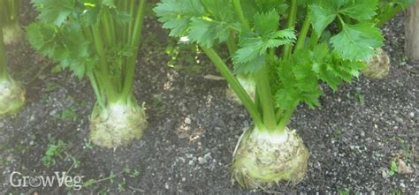 How to Grow Celeriac