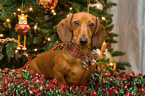 🔥 [40+] Christmas Dachshund Wallpapers | WallpaperSafari