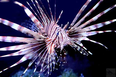 Volitan Lionfish (Pterois volitans)