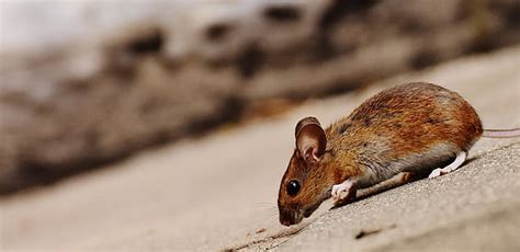 Royalty-Free photo: Brown mouse in closeup photo | PickPik