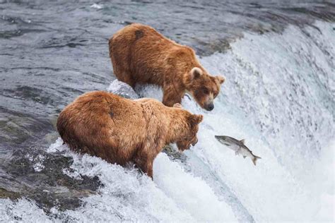 Grizzly Bears Feeding on Salmon | Grizzly bear, Brown bear, Bear catching salmon