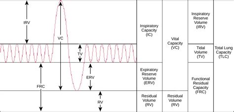 20.2 Gas Exchange across Respiratory Surfaces – Concepts of Biology-1st ...