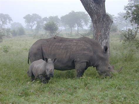 Black rhino and calf Free Photo Download | FreeImages