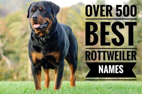 Best Rottweiler Names: Over 500 Ideas for Your Rottie