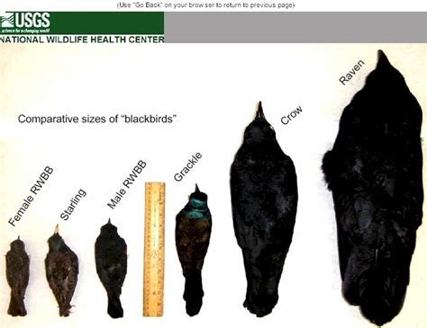 Corvid Identification Reference: Comparative sizes of various "black birds". (Starling, Red ...