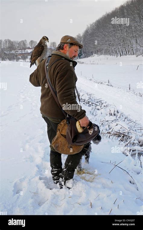 northern goshawk (Accipiter gentilis), hunter with northern goshawk, hunting dog and ferret ...