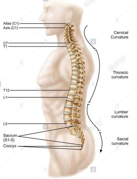 Sacrum And Coccyx