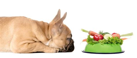 How Much To Feed A French Bulldog Puppy | Feeding Chart