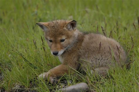 Fy Nyth...: Coyote Puppies!