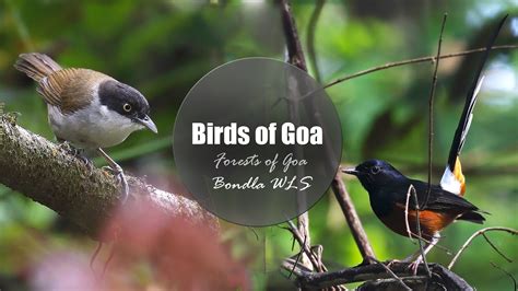 Birds of Goa | Birds in & around Bondla Wildlife Sanctuary | Forests of ...