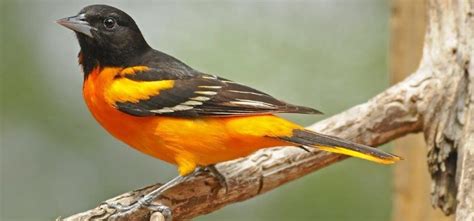 The 2 Oriole Species in Kentucky! (w/ Range Maps) - Bird Watching HQ