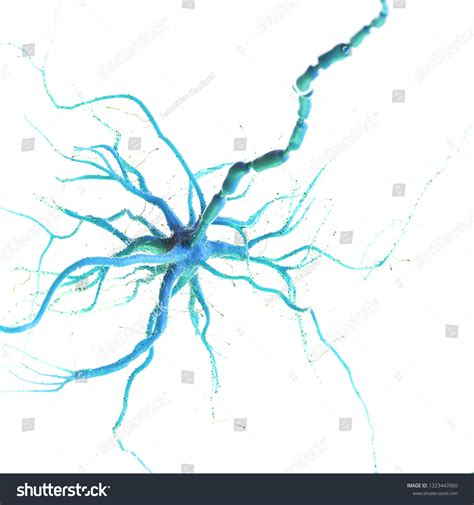 3d Rendered Illustration Human Nerve Cell Stock Illustration 1323443960 | Shutterstock