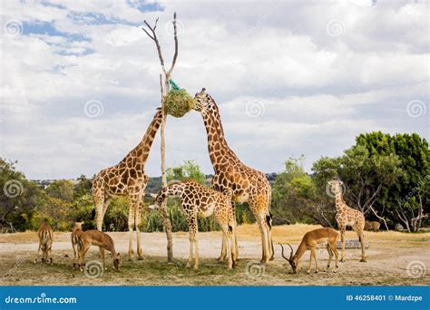 Giraffes Eating At A Zoo Stock Photo - Image: 46258401