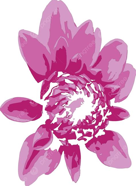 Close Up Spring Flowers On White Background Spring Daisy Pink Vector, Spring, Daisy, Pink PNG ...