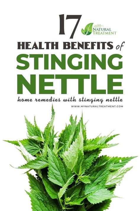 17 Stinging Nettle Health Benefits, Uses & Remedies | Stinging nettle ...