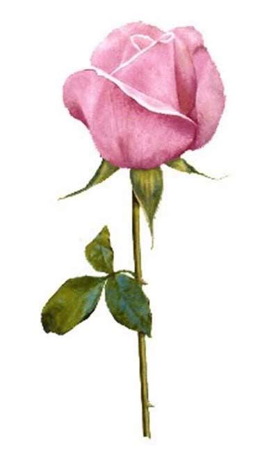 Long Stem Roses Pictures - ClipArt Best