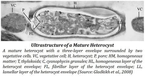 structure-of-heterocyst | EasyBiologyClass