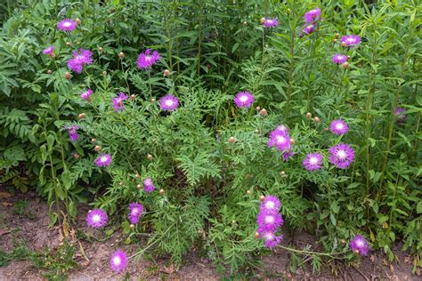 Basket Flower: Plant Care & Growing Guide