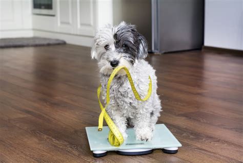 How to assess your dogs weight at home - Pet GP