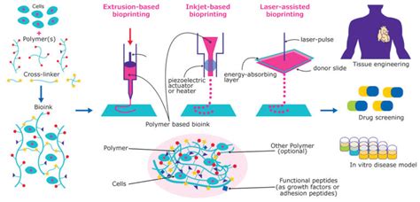 SCIENCE: The 3D Printing of Human Organs – MCSM RamPage