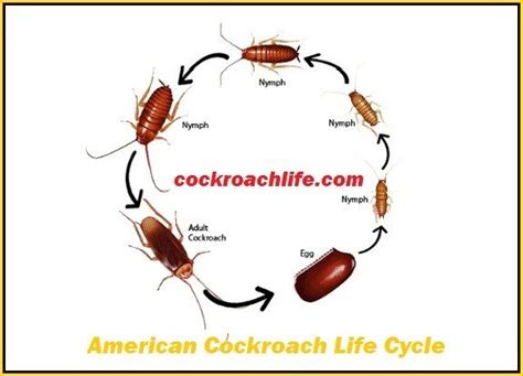 American Cockroach Life Cycle, Eggs, Babay & Reproduction Details | Life cycles, Cockroaches ...