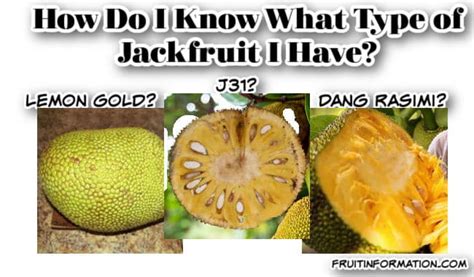 Best Jackfruit Varieties: Taste, Texture & Production ...