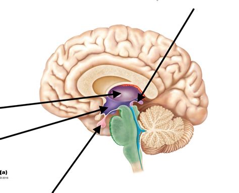 Diencephalon Diagram | Quizlet